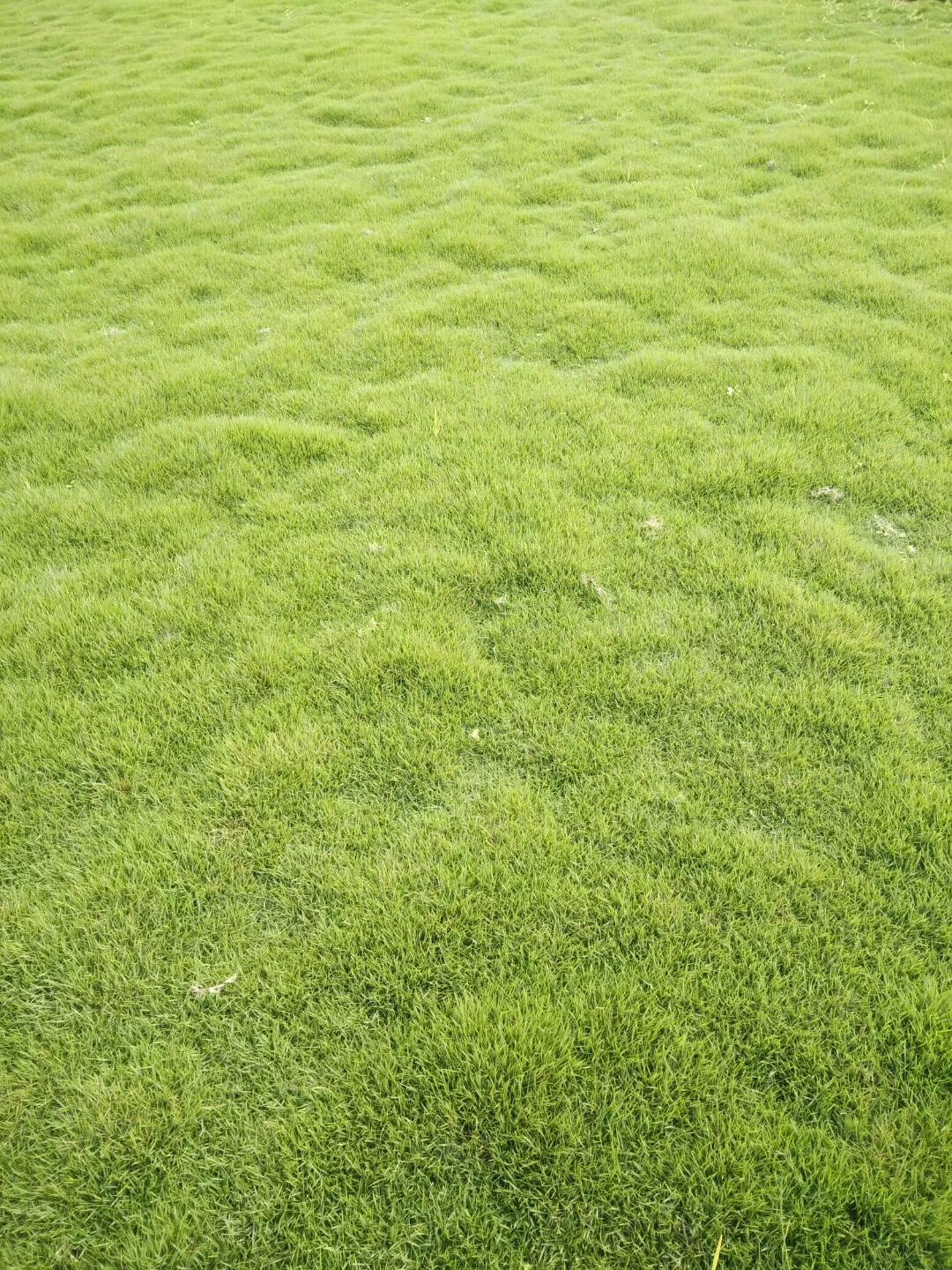 草坪的养护管理小知识(图1)