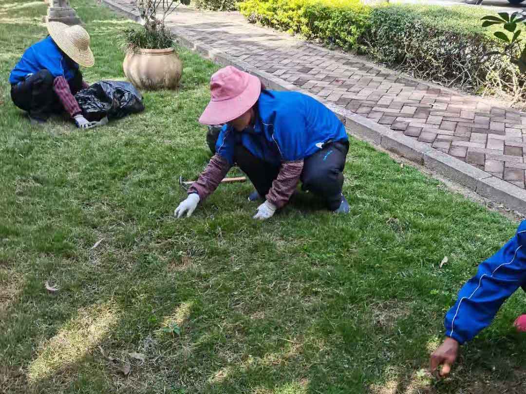 草坪的养护管理方法(图1)