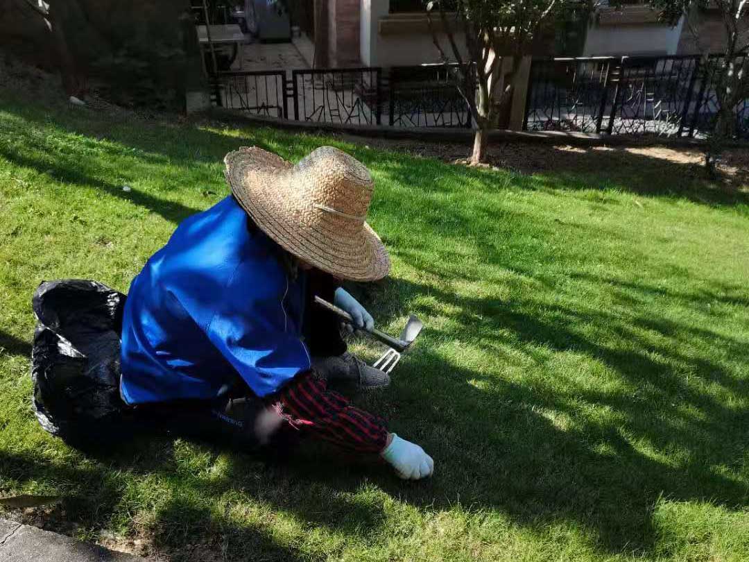 别跑空！江滨草坪临时封闭养护沿江瀑布群重回视线(图1)