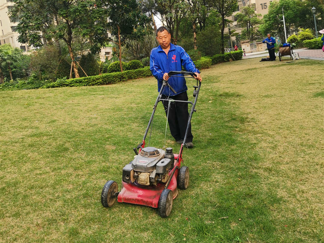 草坪越冬养护管理冷季型草坪(图1)