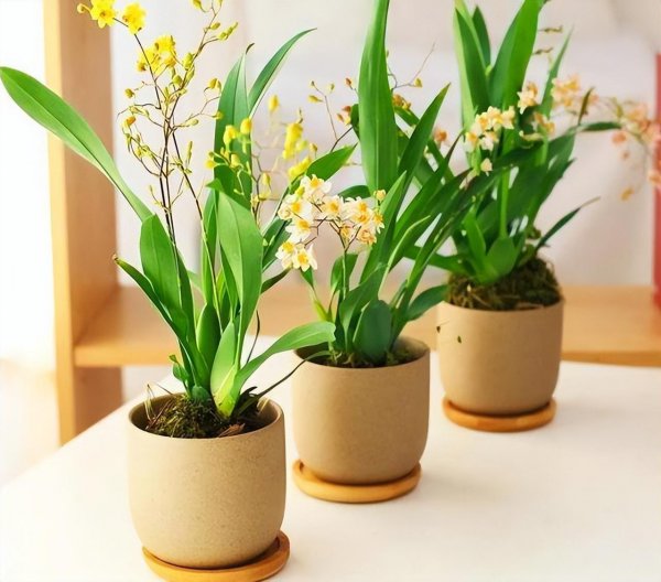 如何养护植物让绿植茁壮成长?——掌握养护知识与技巧是关键!(图1)