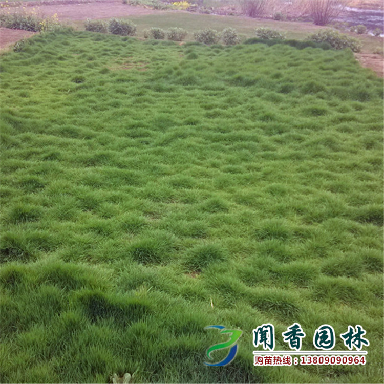 德约科维奇:辛纳和阿尔卡拉斯打球像我这是最大的赞美(图1)